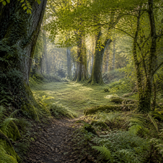A quiet forest scene