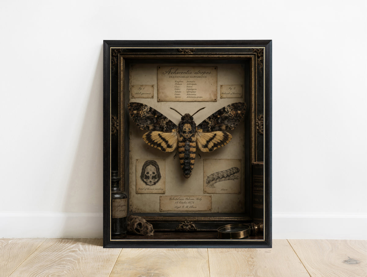 Death's-head hawkmoth in a vintage specimen case with handwritten labels, dark academia natural history print in a black frame