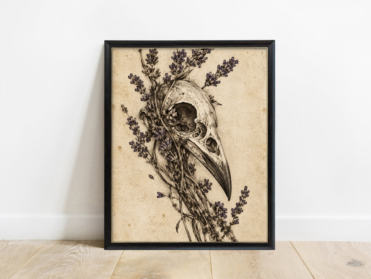 Raven skull with lavender drawn in ink on aged parchment, dark academia botanical sketch print in a black frame